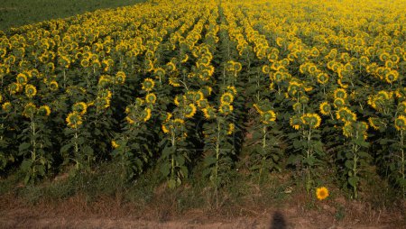 Foto de Campo de girasol paisaje, campo de girasoles florecientes como fondo natural - Imagen libre de derechos