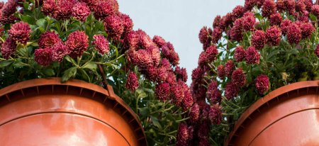 Téléchargez les photos : Les pots de fleurs avec de belles fleurs dedans - en image libre de droit