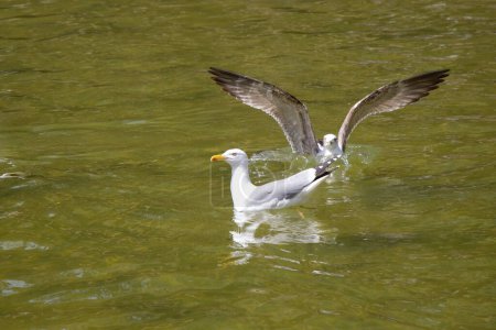 Photo for Seagulls are on and over pond waters in the park - Royalty Free Image