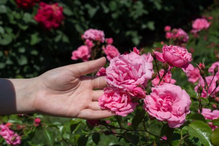 Téléchargez les photos : De belles roses fraîches à la main - en image libre de droit