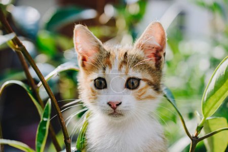 Téléchargez les photos : Gros plan portrait d'un joli chaton comme animal domestique en vue - en image libre de droit