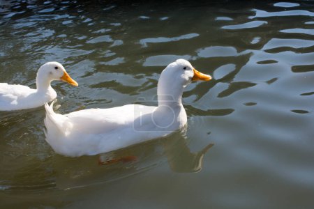 Foto de Los patos blancos nadan en un estanque en primavera - Imagen libre de derechos