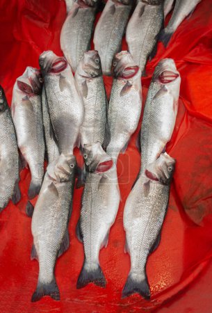 Photo for Fresh for sale at a fish market - Royalty Free Image