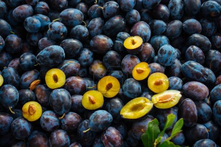 Foto de Frutos maduros de ciruela azul cosechados en otoño como textura nackground - Imagen libre de derechos