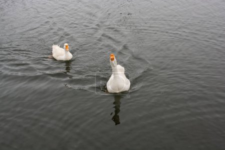 Téléchargez les photos : Oie domestique blanche nageant dans l'eau de l'étang. - en image libre de droit