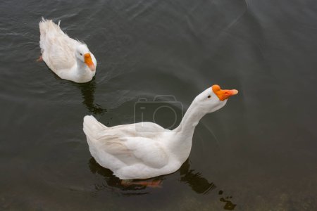 Photo for White domestic goose swimming in pond water. - Royalty Free Image