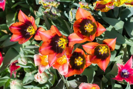Téléchargez les photos : Fleurs de tulipes colorées fleurissent dans le jardin de printemps - en image libre de droit