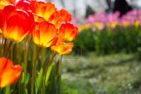 Téléchargez les photos : Fleurs de tulipes colorées fleurissent dans le jardin - en image libre de droit