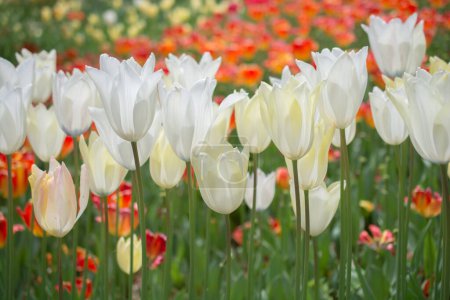 Photo for Colorful tulip flowers bloom in the spring  garden - Royalty Free Image