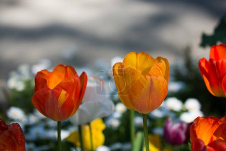 Téléchargez les photos : Fleurs de tulipes fleurissant au printemps - en image libre de droit
