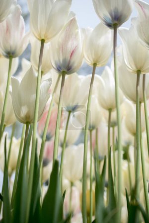 Foto de Flores de tulipán de colores florecen en el jardín de primavera - Imagen libre de derechos