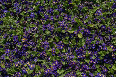 Téléchargez les photos : Floraison fleurs de printemps comme un fond coloré - en image libre de droit
