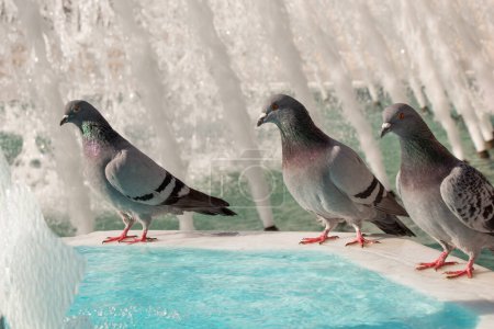 Photo for Lonely birds by the fountain lives in the urban environment - Royalty Free Image