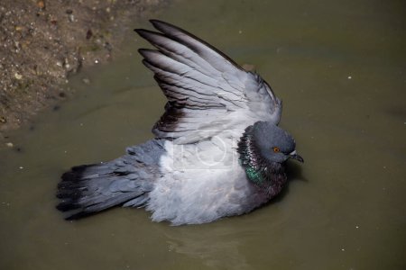 Téléchargez les photos : Les pigeons de la ville baignent dans l'eau boueuse - en image libre de droit
