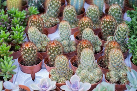 Foto de Planta de casa de cactus en maceta pequeña de plástico - Imagen libre de derechos
