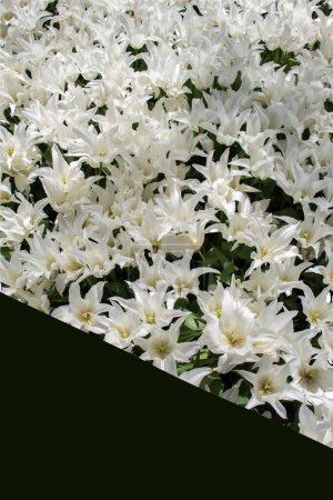 Téléchargez les photos : Floraison des fleurs de printemps pour le concept de jardinage - en image libre de droit