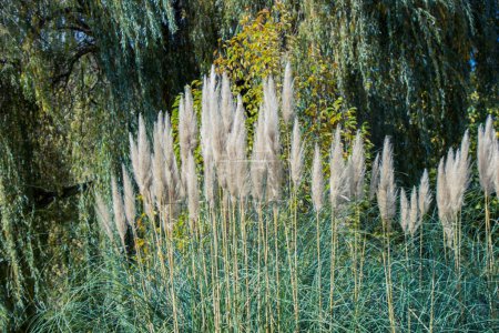 Photo for Cortaderia selloana, commonly known as pampas grass, in the view - Royalty Free Image