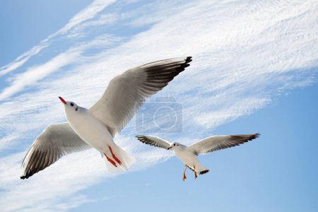 Foto de Una sola gaviota volando en un fondo azul del cielo - Imagen libre de derechos