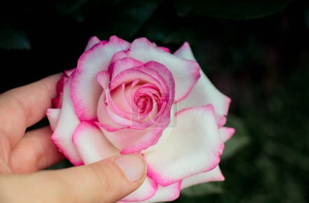 Photo for Hand holding a  colorful Rose Flower - Royalty Free Image