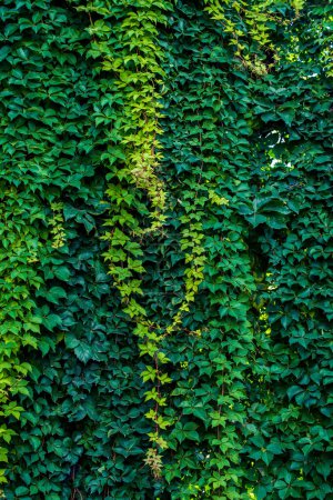 Foto de Hojas verdes colgando de una pared en la vista - Imagen libre de derechos
