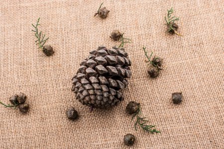 Photo for Plant pods, capsules and pine cones on canvas background - Royalty Free Image