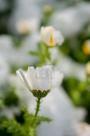Foto de Las primeras flores de la primavera bajo la nieve en un jardín - Imagen libre de derechos