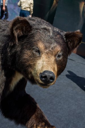 Foto de Cabeza de un gran oso negro relleno como animal salvaje - Imagen libre de derechos