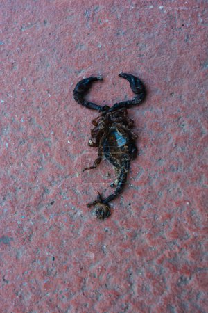 Téléchargez les photos : Un scorpion mort dans une rue dans la vue - en image libre de droit