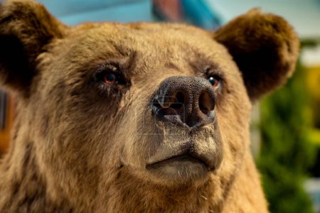 Foto de Cabeza de un oso peluche marrón grande como animal salvaje - Imagen libre de derechos