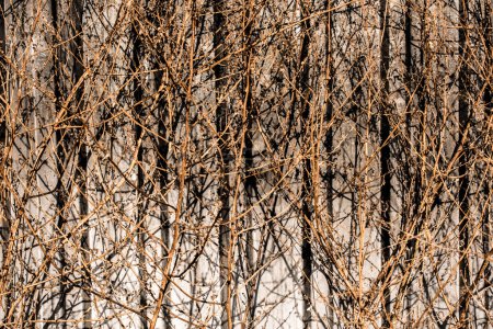 Téléchargez les photos : Arbres secs sur fond gris en automne en vue - en image libre de droit