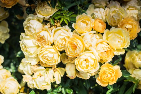 Téléchargez les photos : Floraison beau bouquet de roses dans le jardin de printemps - en image libre de droit