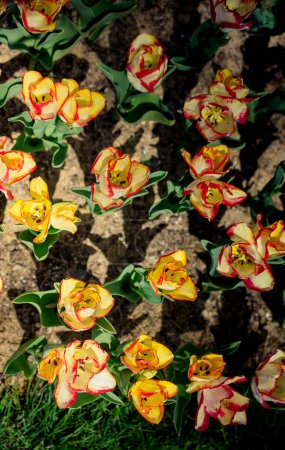 Photo for Blooming colorful tulip flowers in garden as floral background - Royalty Free Image