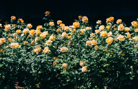 Foto de Rosas anaranjadas y amarillas en un parque botánico en exhibición - Imagen libre de derechos