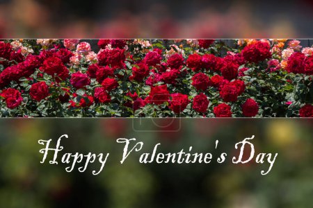 Téléchargez les photos : Floraison de belles roses dans le jardin de printemps - en image libre de droit