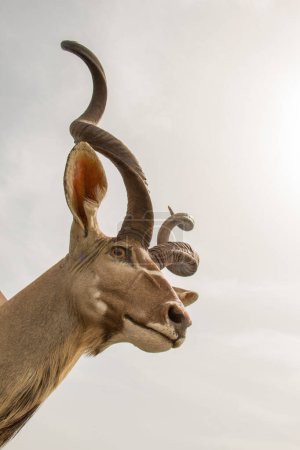 Foto de Cabra salvaje de montaña marrón con dos cuernos enormes - Imagen libre de derechos