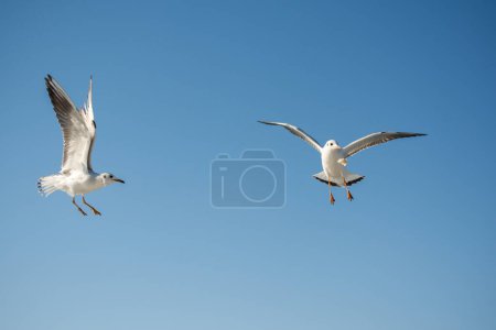 Téléchargez les photos : Paire de mouettes volant en bleu fond de ciel - en image libre de droit