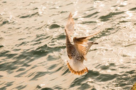 Téléchargez les photos : Mouette unique volant avec la mer comme arrière-plan - en image libre de droit