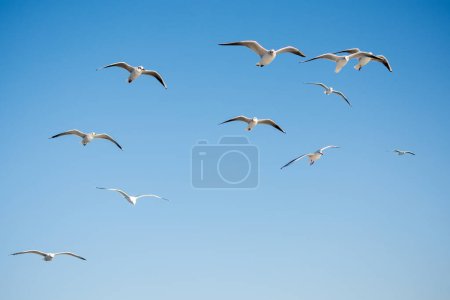 Foto de Las gaviotas vuelan en el fondo del cielo - Imagen libre de derechos
