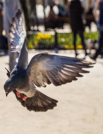 Téléchargez les photos : Pigeon unique dans les airs avec les ailes grandes ouvertes - en image libre de droit