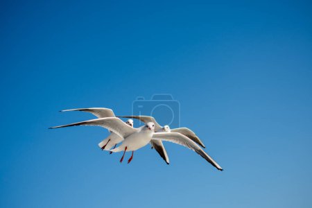 Téléchargez les photos : Mouette volant dans un ciel bleu comme fond - en image libre de droit