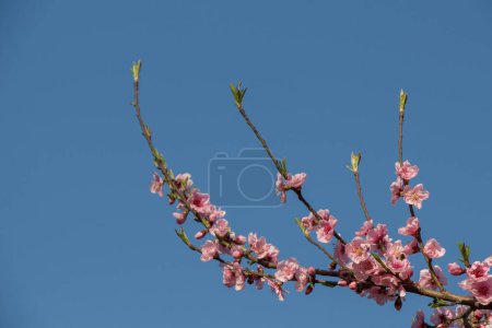 Téléchargez les photos : Fleurs colorées fleurissent au printemps dans les arbres - en image libre de droit