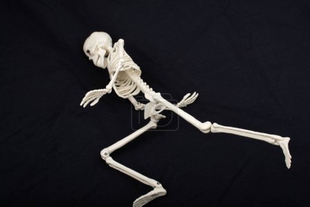 Foto de Modelo de esqueleto humano para la ciencia de la anatomía médica Concepto de clínica médica. - Imagen libre de derechos