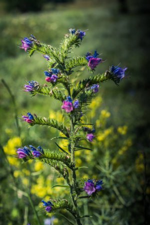 Floraison de belles fleurs sauvages colorées dans les hauts plateaux Artvin