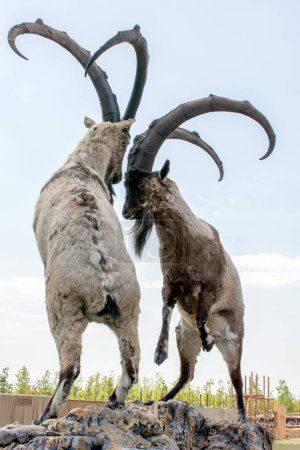 Chèvre de montagne marron sauvage avec deux énormes cornes