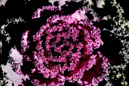 Photo for Beautiful Pink lettuce flower in view - Royalty Free Image