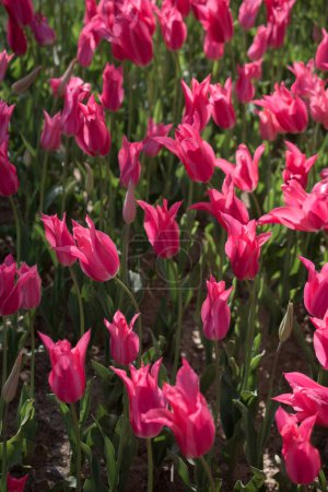 Photo for Blooming colorful tulip flowers in garden as floral background - Royalty Free Image