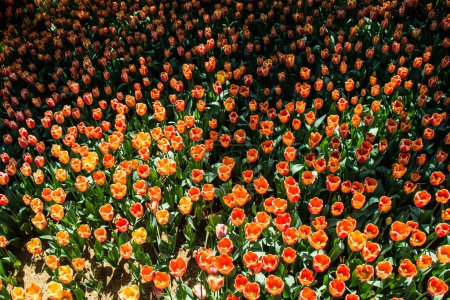 Foto de Flores de tulipán de colores florecientes en el jardín como fondo floral - Imagen libre de derechos