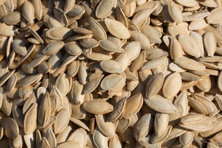 Photo for Abundant amount of shelled pumpkin seeds in the view - Royalty Free Image