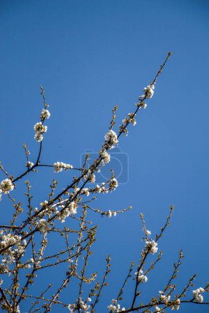 Photo for Colorful flowers bloom in the spring in trees - Royalty Free Image