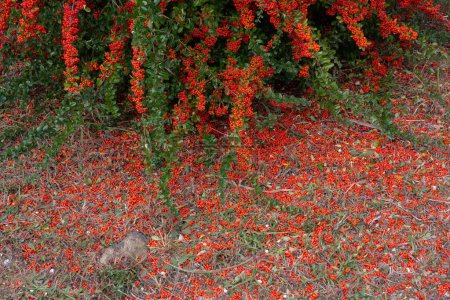 Foto de Ramas de serbal con bayas rojas. Otoño y fondo natural. - Imagen libre de derechos